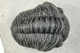 Curled Pedinopariops Trilobite - Mrakib, Morocco #287670-3